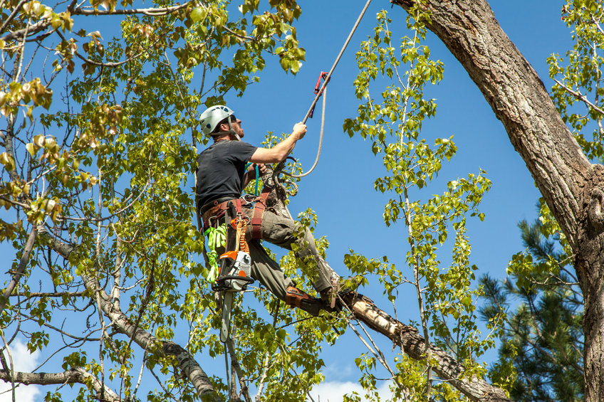 Arboriculteur : que faut-il savoir à propos de ce professionnel ?