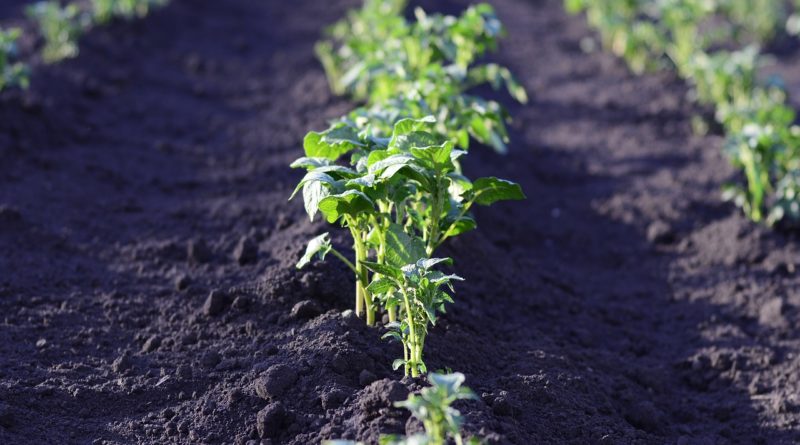 Faire-pousser-des-pommes-de-terre-chez-soi